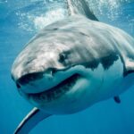 Australian Surfer's Severed Leg Washes Up After Shark Attack: Race Against Time for Reattachment