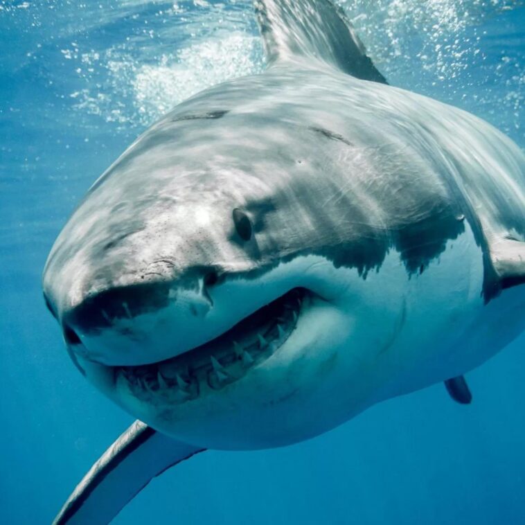 Australian Surfer's Severed Leg Washes Up After Shark Attack: Race Against Time for Reattachment