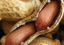 Australia Leads the Way in Peanut Allergy Treatment with New Immunotherapy