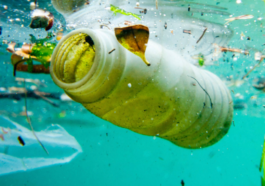 Beyond Headlines: A Look at the Science, Challenges, and Potential of Plastic-Eating Bacteria.