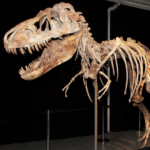 Dinosaur skeleton sold for a record breaking price at $44.6 mln at new york action.