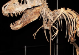 Dinosaur skeleton sold for a record breaking price at $44.6 mln at new york action.