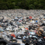 Study Shows Combined Effects of Microplastics and Flooding on Coastal Plant