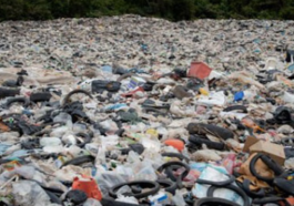 Study Shows Combined Effects of Microplastics and Flooding on Coastal Plant