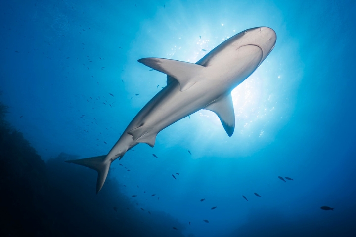 During a vacation, a fifteen-year-old girl lost her leg in a shark attack