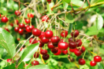 Benefits of Tart Cherry Juice