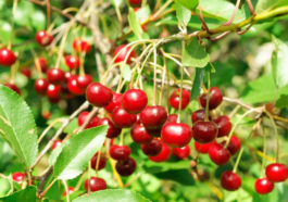 Benefits of Tart Cherry Juice