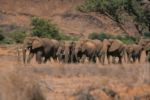 Namibia to cull 83 elephants to provide meat to drought victims