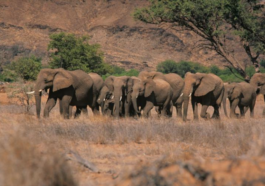 Namibia to cull 83 elephants to provide meat to drought victims