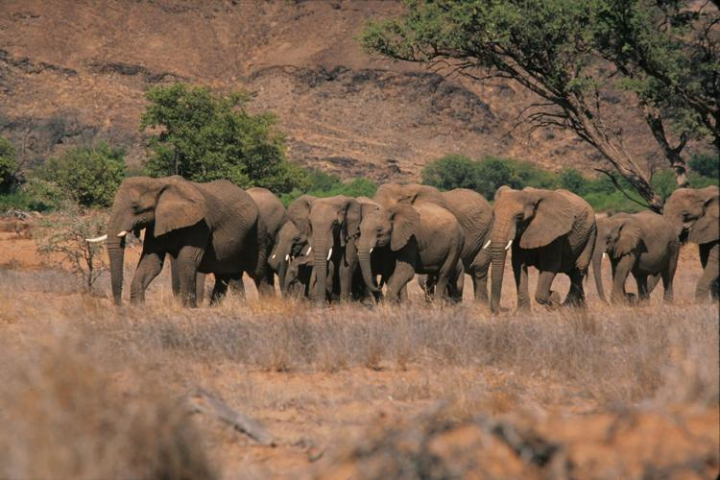 Namibia to cull 83 elephants to provide meat to drought victims