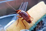 How To Get Rid Of Roaches?