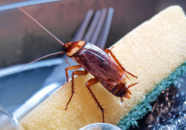 How To Get Rid Of Roaches?