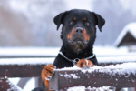 14 most dangerous dog breeds