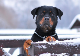 14 most dangerous dog breeds