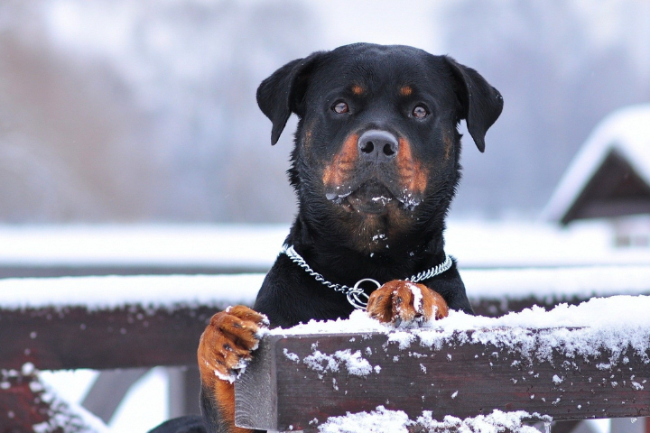 14 most dangerous dog breeds