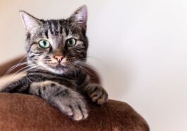 Effective Strategies for Reducing Stress-Induced Scratching in Cats