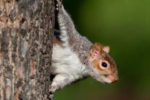 Squirrels Cause Train Chaos on the Way to Gatwick