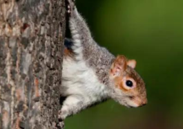 Squirrels Cause Train Chaos on the Way to Gatwick