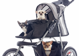 Dog Strollers Surpass Baby Strollers Sales In South Korea
