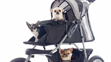 Dog Strollers Surpass Baby Strollers Sales In South Korea