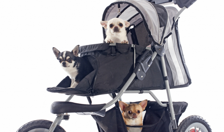 Dog Strollers Surpass Baby Strollers Sales In South Korea
