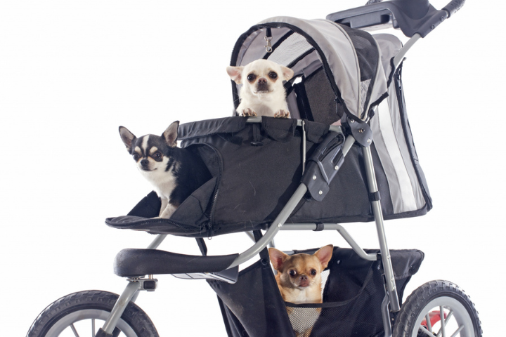 Dog Strollers Surpass Baby Strollers Sales In South Korea