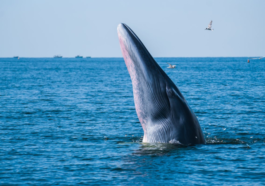 Mariana Trench's Mysterious Noises Explained