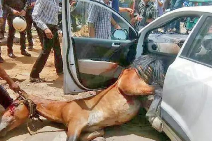 Passenger Dies After Horse Breaks Loose And Hits Windshield