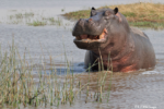 Tourist Relives Terrifying Moment Hippo Grabbed Him