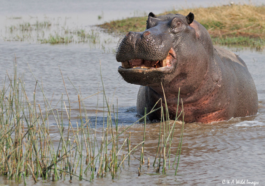 Tourist Relives Terrifying Moment Hippo Grabbed Him