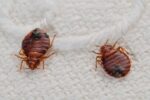How To Check For Bed Bugs