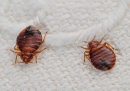 How To Check For Bed Bugs
