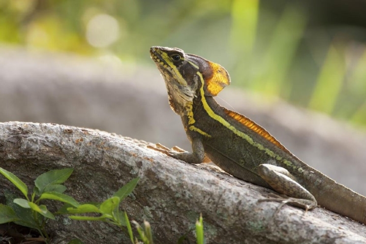 Scuba-Diving Tropical Lizards Discovered in the US