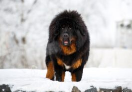 Top 10 Most Expensive Dog Breeds in 2024