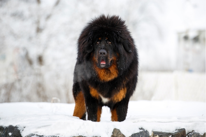 Top 10 Most Expensive Dog Breeds in 2024