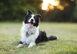 The Most Intelligent Dog Breeds in the World