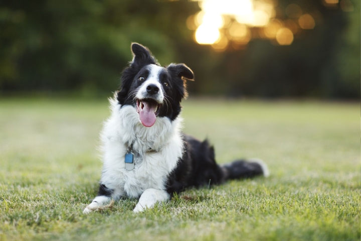 The Most Intelligent Dog Breeds in the World