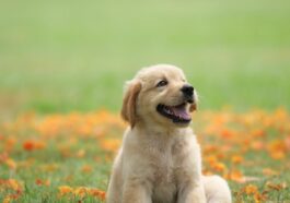 10 Cutest And Most Popular Dog Breeds In Us