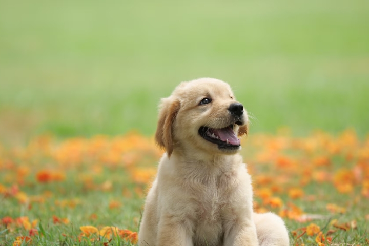 10 Cutest And Most Popular Dog Breeds In Us