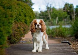 The Most Common Dog Breeds