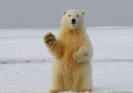Police Kill Rare Polar Bear In Iceland After Threatening Resident