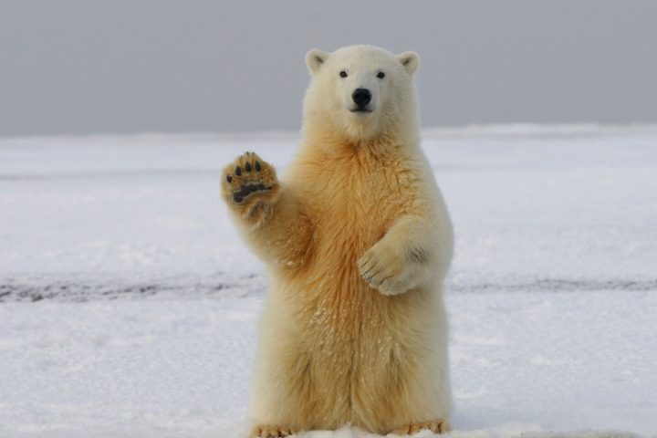 Police Kill Rare Polar Bear In Iceland After Threatening Resident