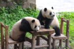 Panda Chases Zookeeper in Chongqing Zoo Incident