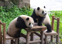Panda Chases Zookeeper in Chongqing Zoo Incident