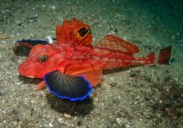 Study Reveals Strange Fish Species Can Taste Using Its Crab-Like Legs