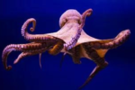 Octopuses and Fishes Hunt Together, Sometimes Fight