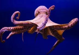 Octopuses and Fishes Hunt Together, Sometimes Fight