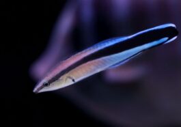 Small Fish May Possess Self-Awareness Like Humans, Study Finds