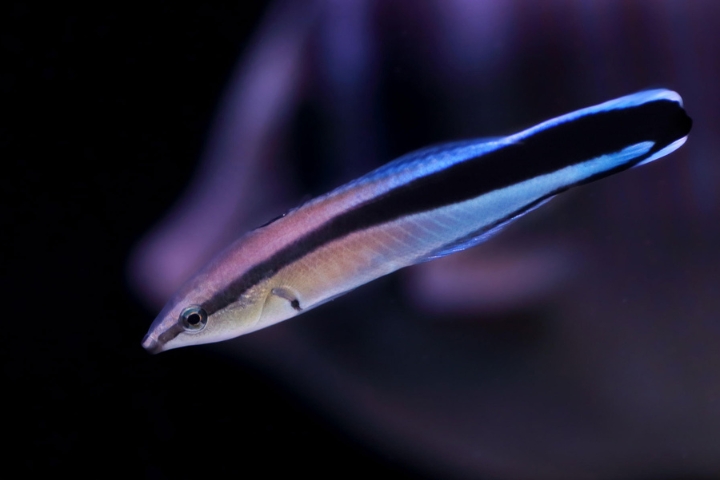 Small Fish May Possess Self-Awareness Like Humans, Study Finds