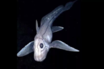 New Zealand Scientists Discover New Ghost Shark Species